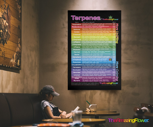 Cannabis Terpenes Poster (color-coded)