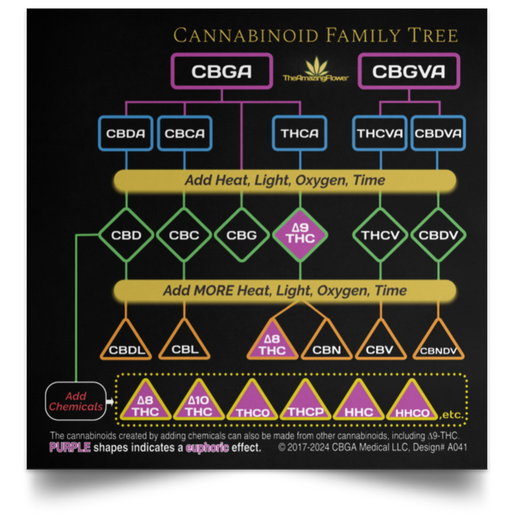 The Cannabinoid Biosynthetic pathway, or Family Tree Infographic