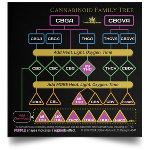 Open image in slideshow, The Cannabinoid Biosynthetic pathway, or Family Tree Infographic
