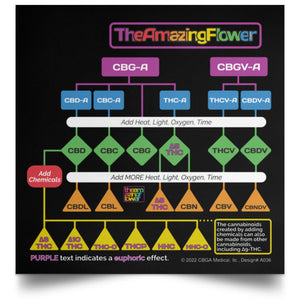 Infographic of 25 cannabinoids and their place in the cannabinoid family tree (biosynthetic pathway)